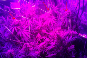 White Widow Led Grow