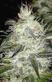 White Widow