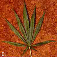 Sativa Marijuana Plant