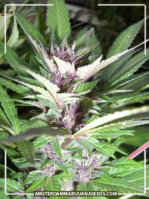 durban-poison-marijuana-seeds